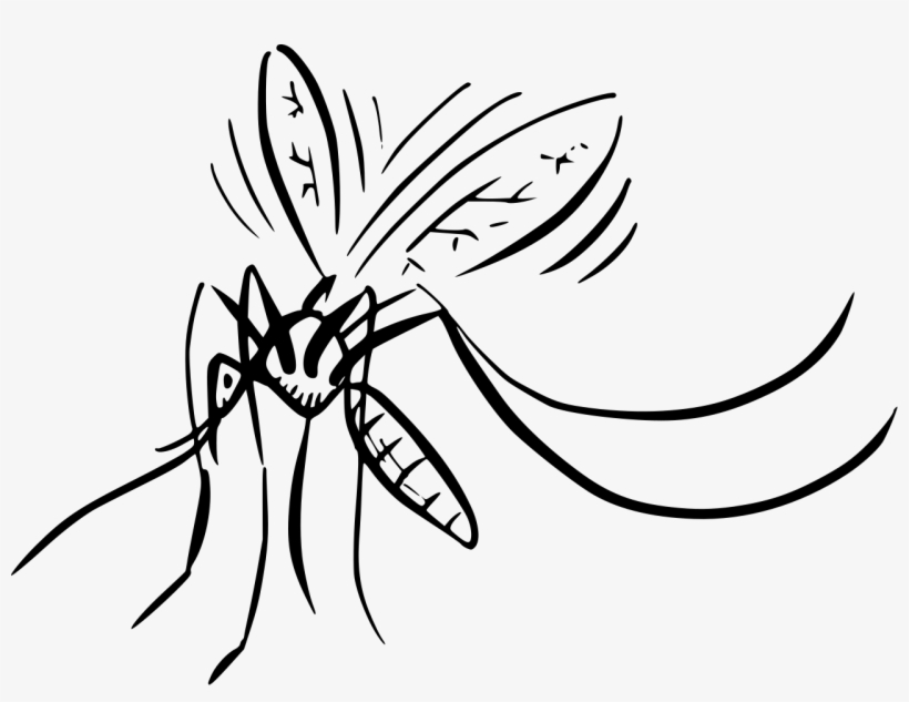 File - Mosquito - Svg - Mosquito, transparent png download