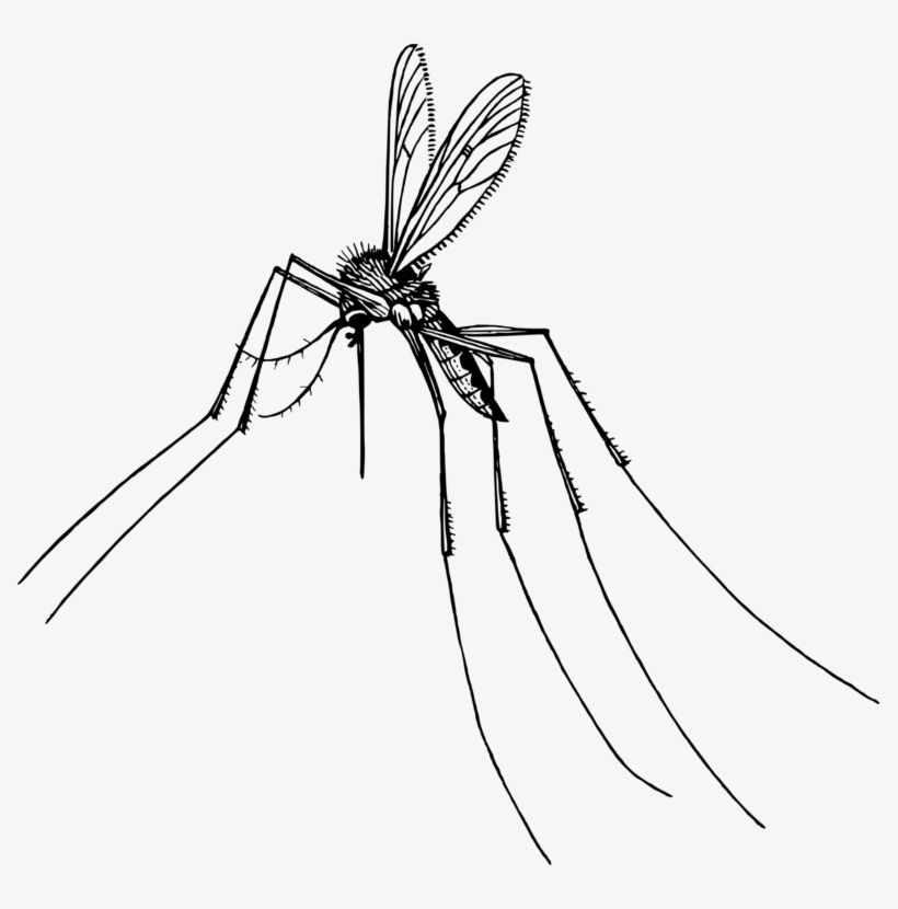 Drawn Mosquito Pencil - Dragonfly, transparent png download
