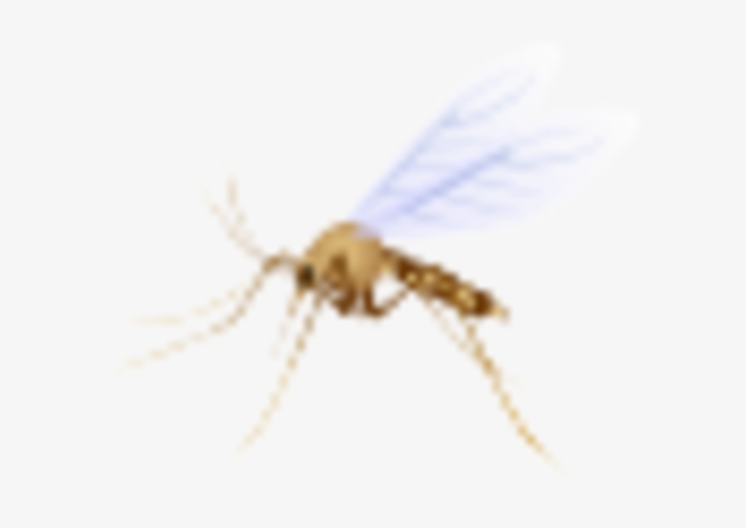 Small - Net-winged Insects, transparent png download