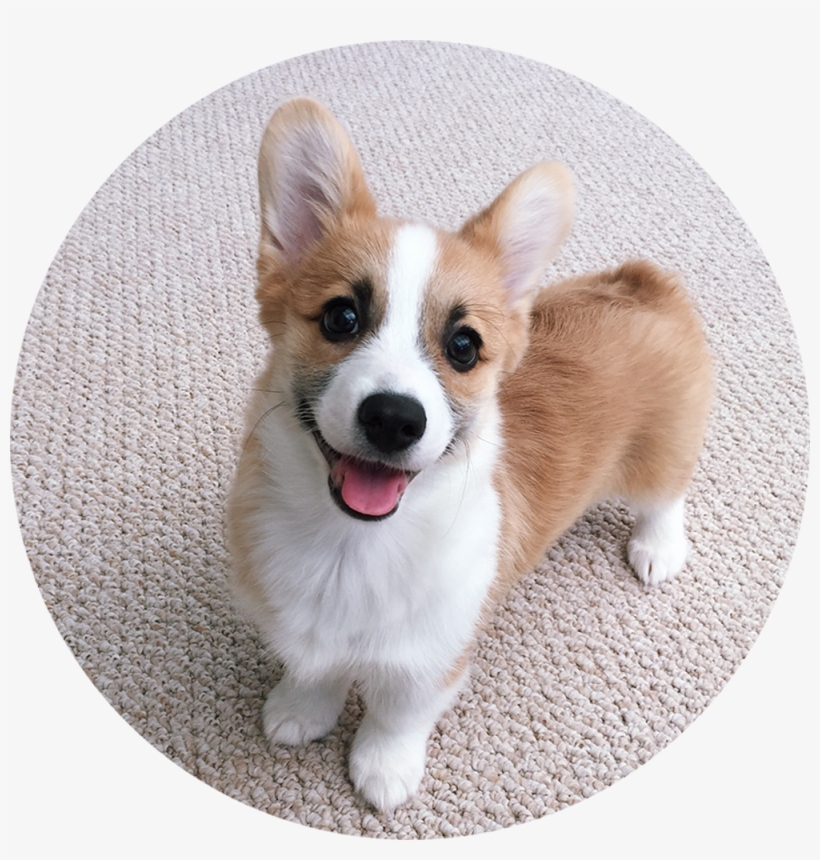 1000 X 1000 10 - Pembroke Welsh Corgi, transparent png download
