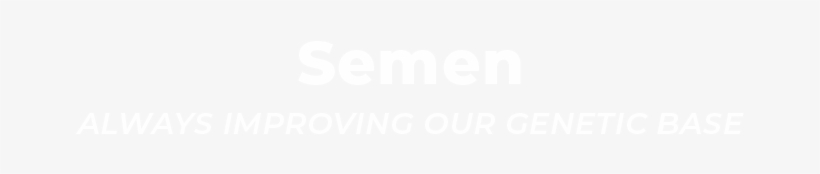 Toronto Film Festival Logo White, transparent png download