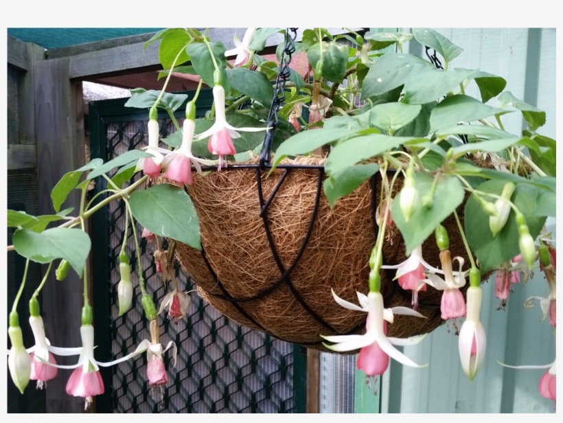 Fuschia Hanging Baskets - Epiphyllum Pumilum, transparent png download