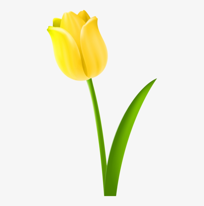 Tulip Drawing Cut Flowers Petal - Tulip Clipart, transparent png download