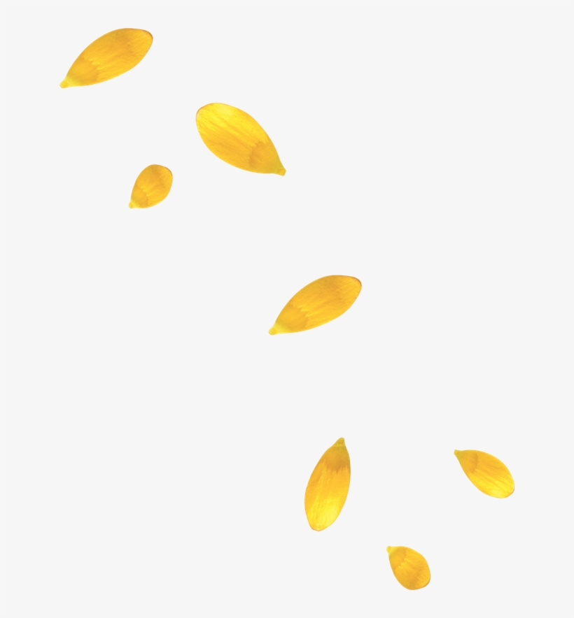 Yellow Flower Petals - Yellow Flower Petals Png, transparent png download