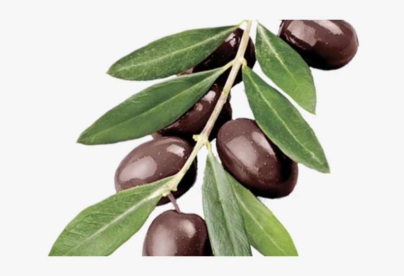 Photo Of Olive Branch - Green Olive Branch, transparent png download