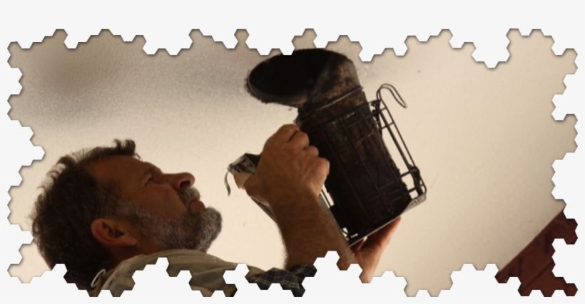 Bee Check Up Removing Bees Safely - Poster, transparent png download