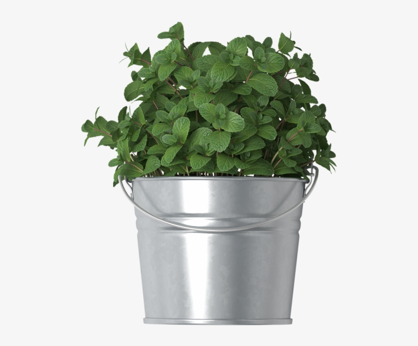 Mint In Bucket - Houseplant, transparent png download
