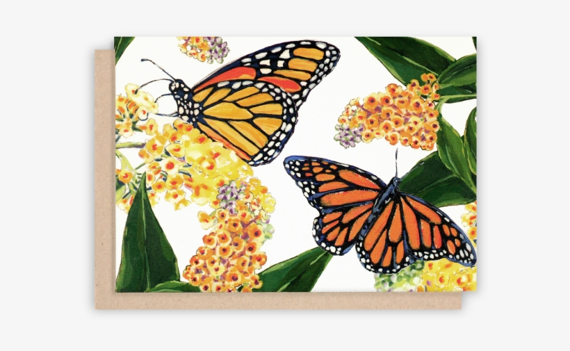 Monarch Butterfly Note Cards With White Background - Monarch Butterfly, transparent png download