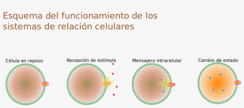Esquema Relación Celular - Relación De La Célula, transparent png download