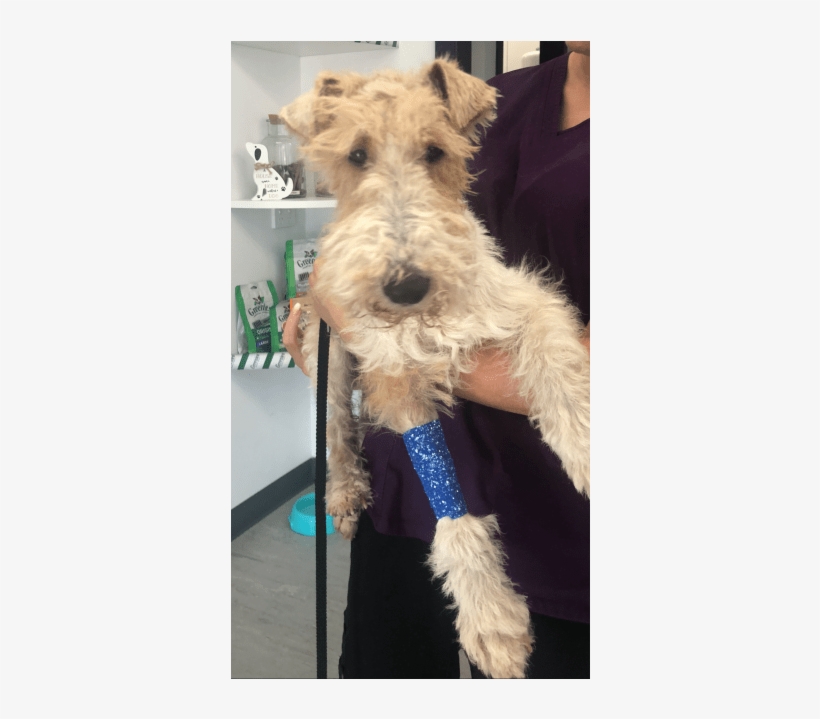 Photo Of Barney - Wire Hair Fox Terrier, transparent png download