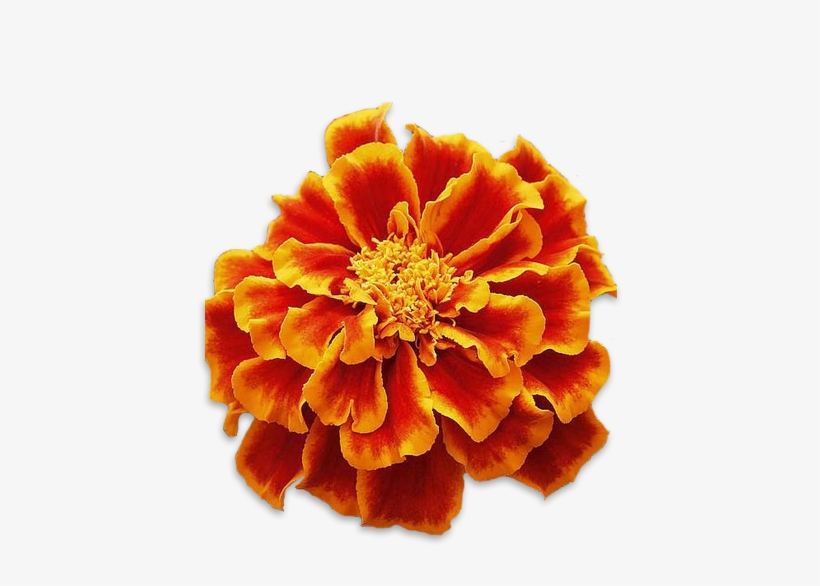 Marigolds - Tagetes Patula, transparent png download