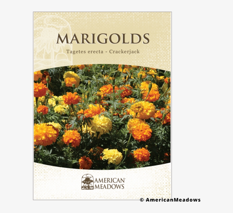 Marigold Seed Packet, transparent png download