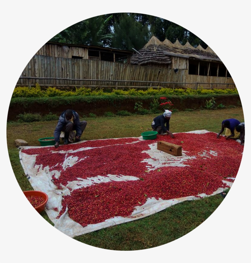 Matendo Coffee Importers Our Offering Www - Yard, transparent png download