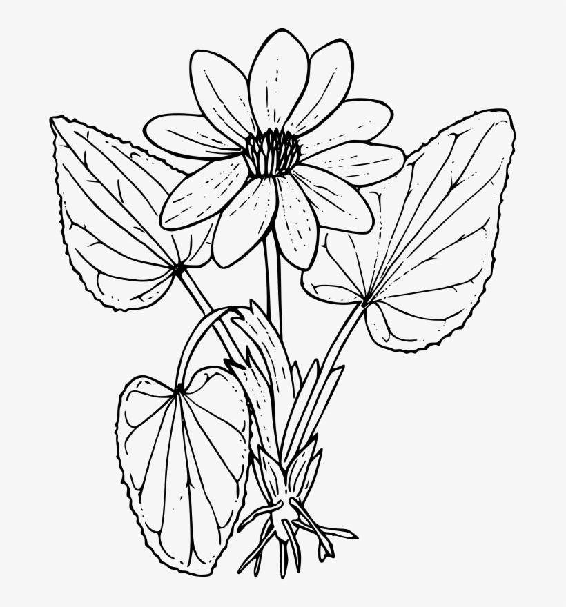 Medium Image - Marsh Marigold Black And White, transparent png download