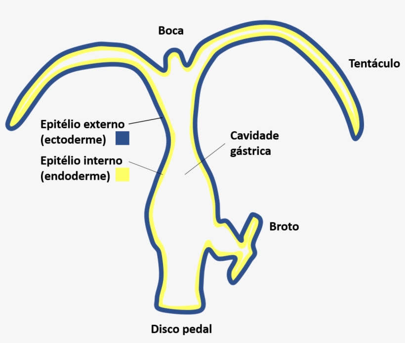 Organização Corporal De Hydra - Hidra Esquema, transparent png download