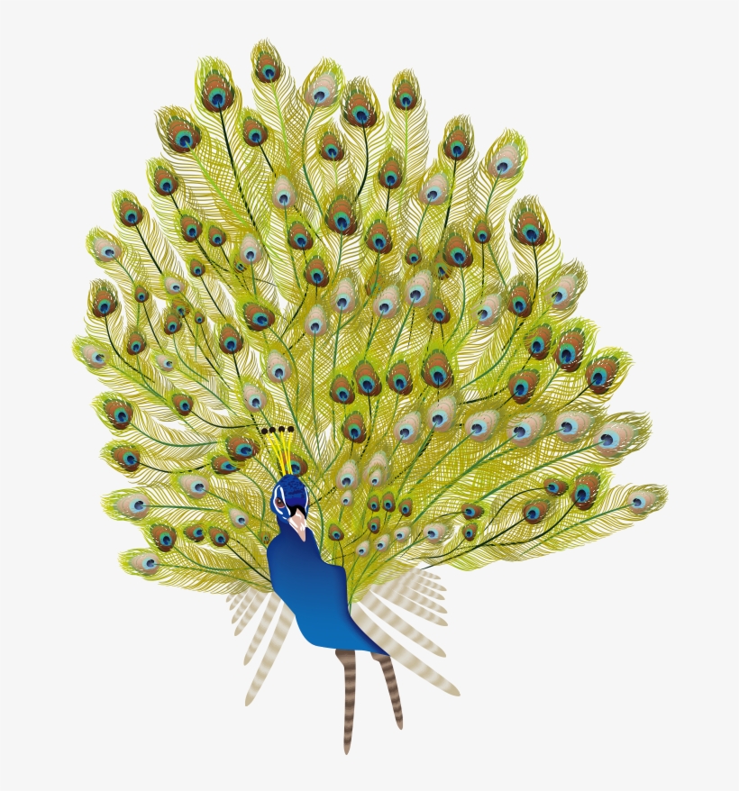 Peafowl, transparent png download