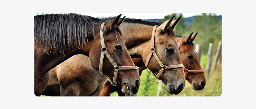 Horses Medium Work Mat - Three Horses, transparent png download