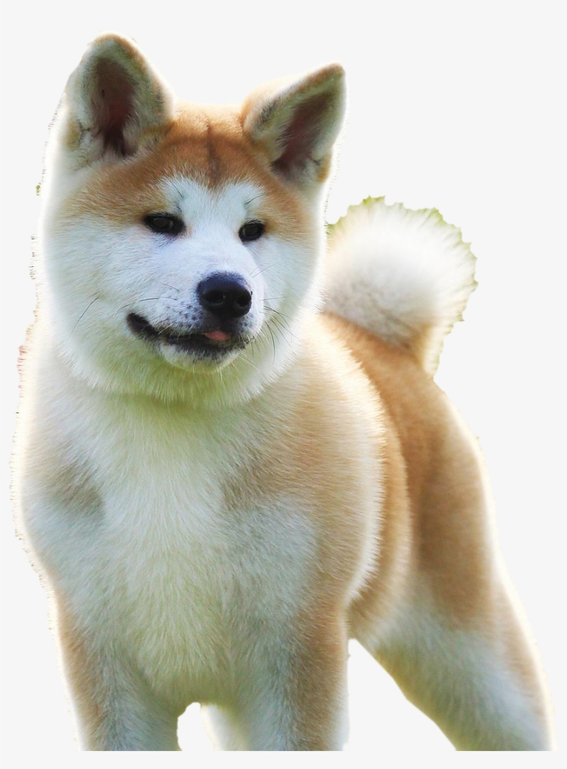 Akita, transparent png download