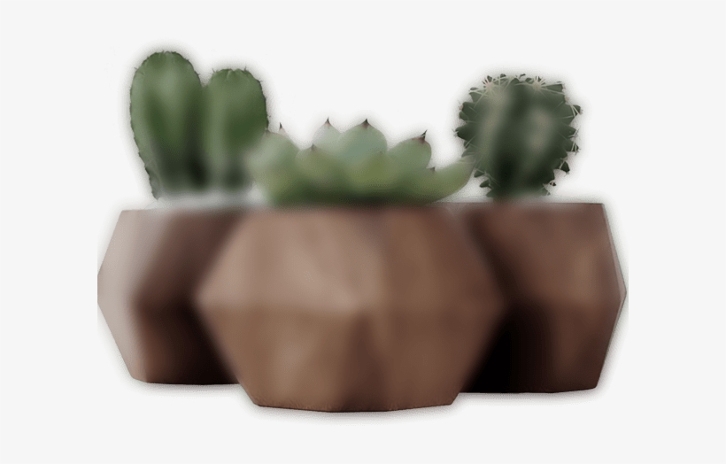 Dark Slider 3 Plant - Hedgehog Cactus, transparent png download