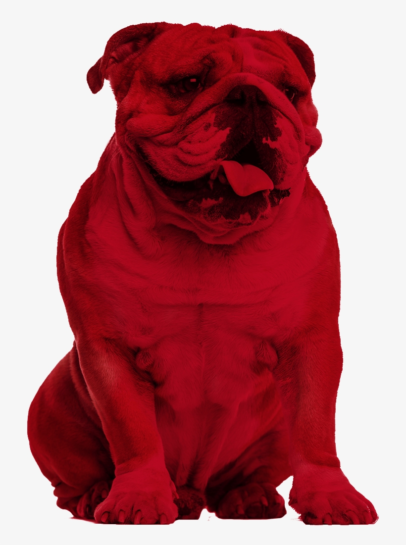 Pug, transparent png download