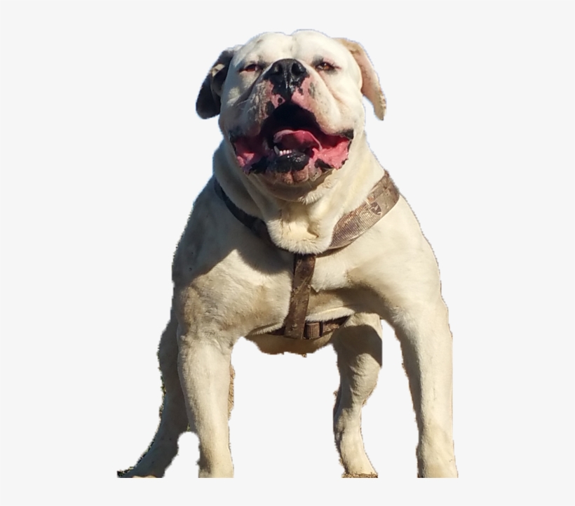 Images Of American Bulldogs - American Bulldog Transparent, transparent png download