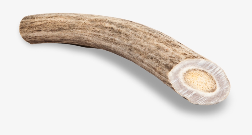 Antler Chew Deer - Wood, transparent png download
