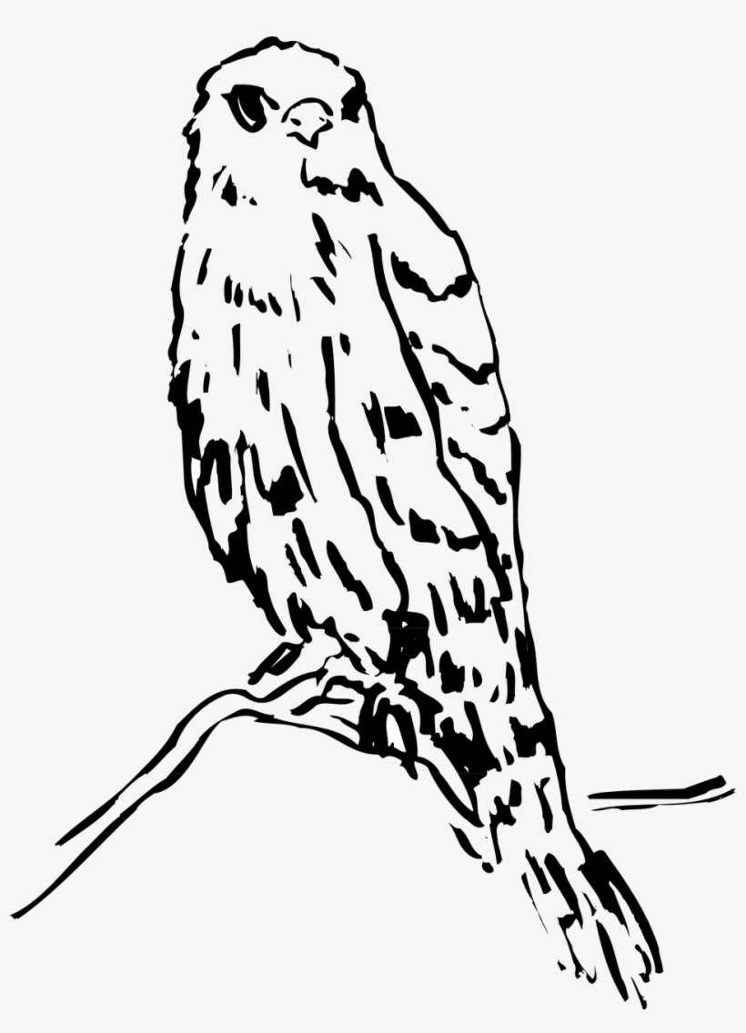 Vector - Owl, transparent png download