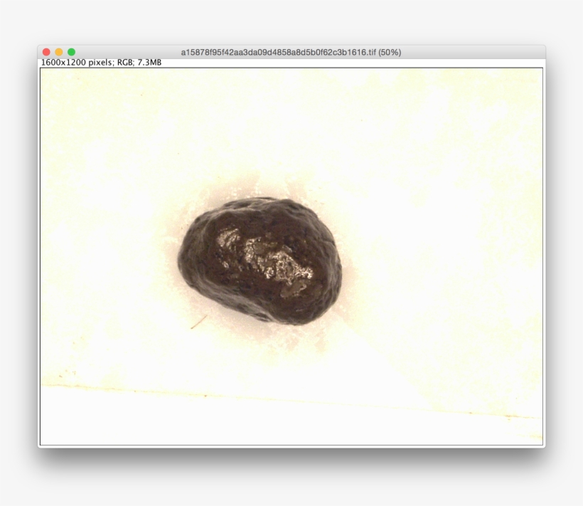 Screen Shot 2017 09 20 At - Caterpillar, transparent png download