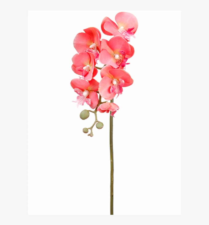 18" Phalaenopsis Orchid Spray Coral - Moth Orchid, transparent png download