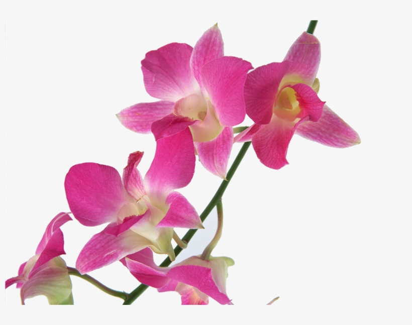Cooktown Orchid Png - Фото, transparent png download