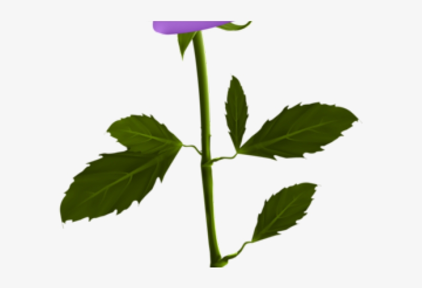 Blue Rose Clipart Transparent - Rose Good Morning Hd, transparent png download