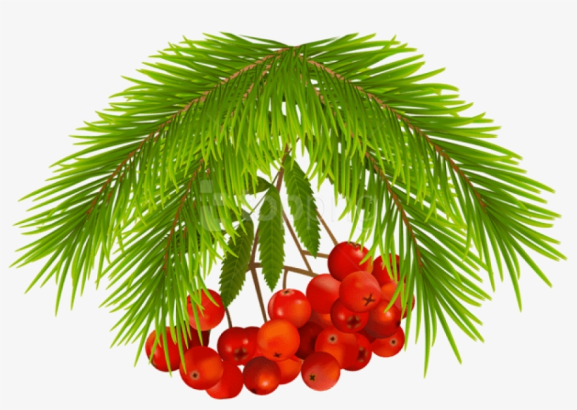 Free Png Christmas Holly Berries Png Images Transparent - Christmas Tree, transparent png download