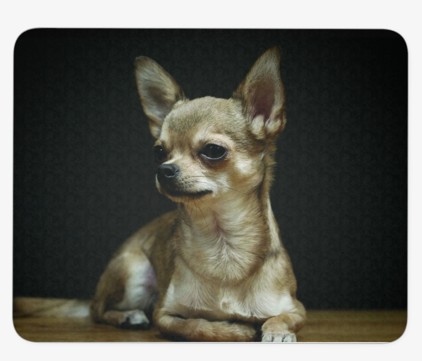 Chihuahua Png, transparent png download