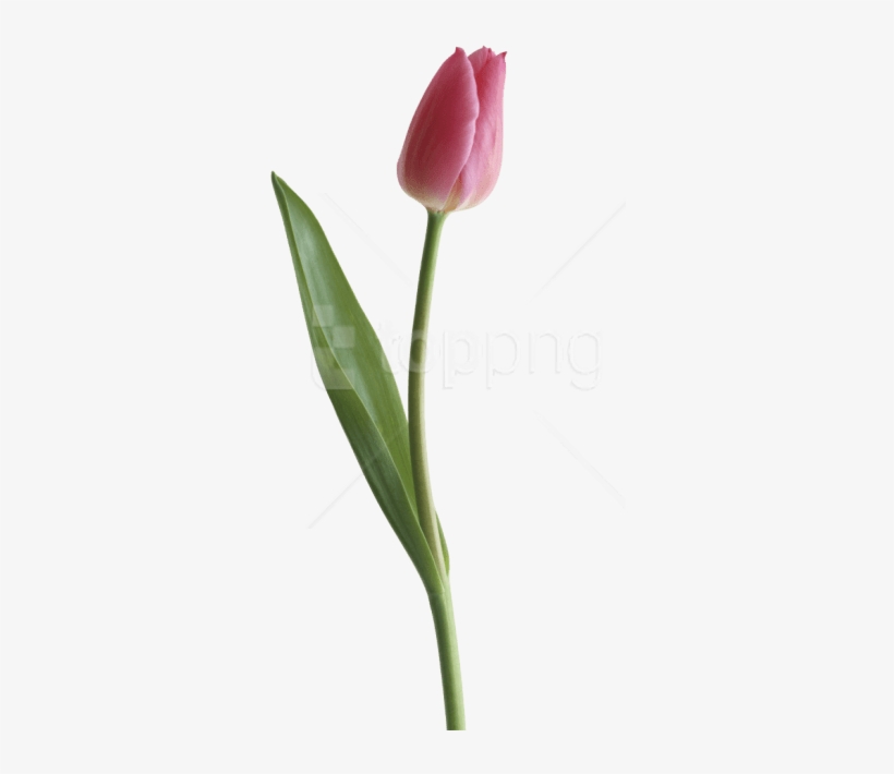 Free Png Download Tulip Png Images Background Png Images - Portable Network Graphics, transparent png download
