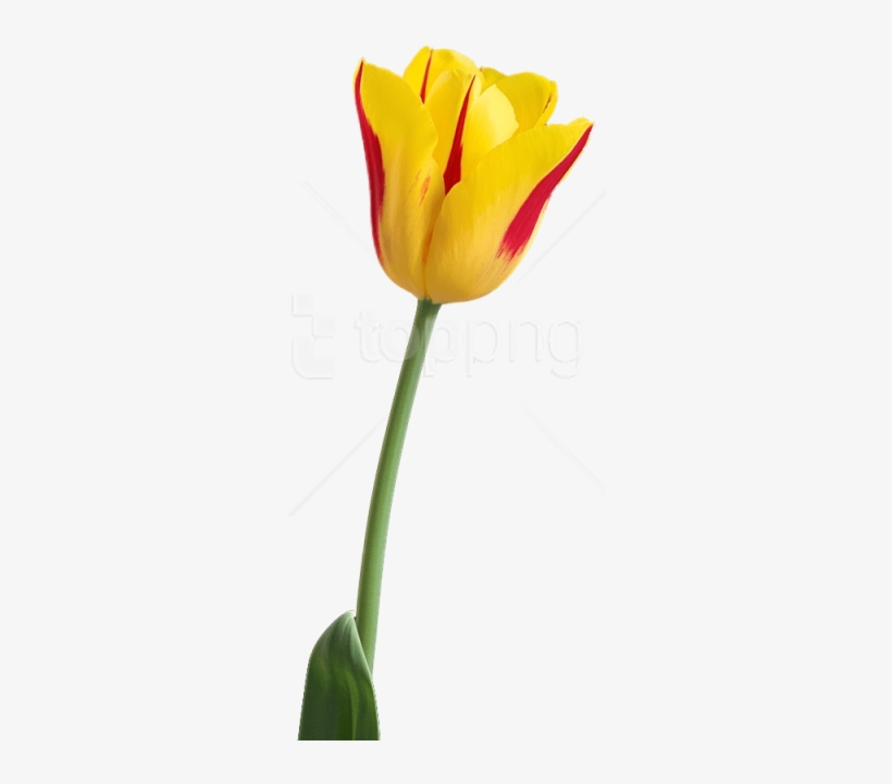 Free Png Tulip Png Images Transparent - Tulip Flower Hd Png, transparent png download