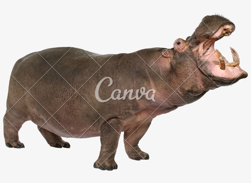 Amphibius Years Photos By Canva - Canva, transparent png download