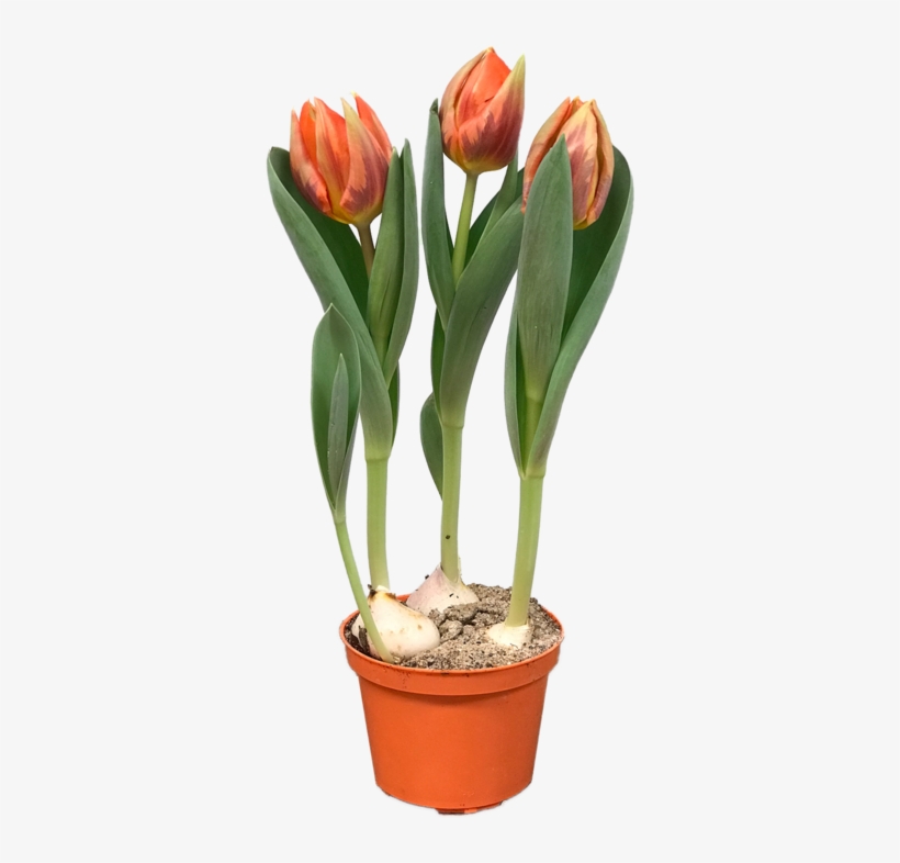 Tulip, transparent png download