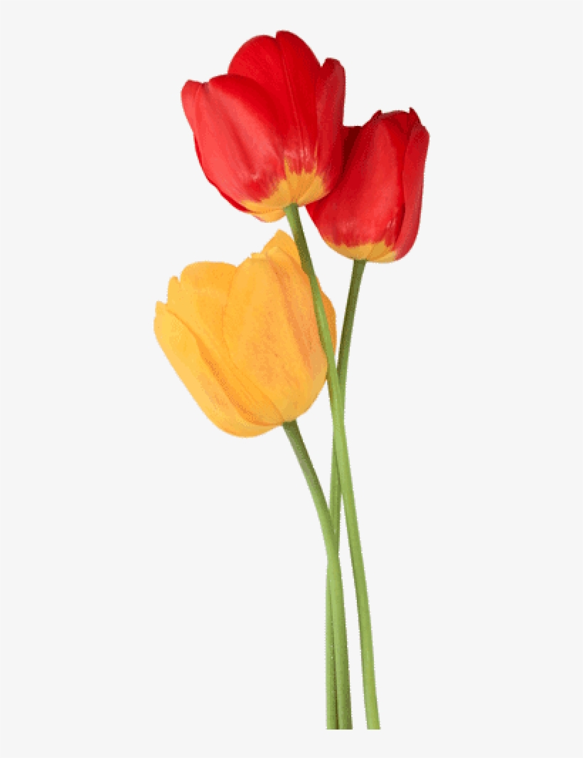 Tulip Png Free Download - Tulipan Png, transparent png download