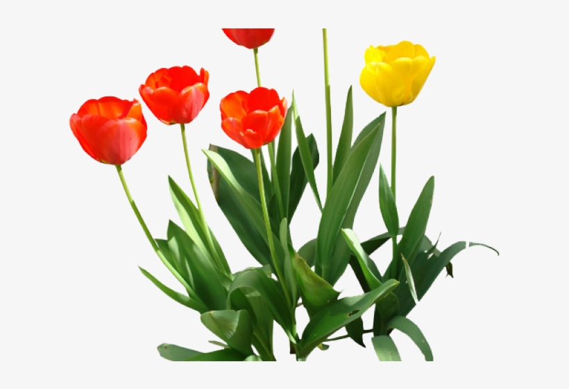 Tulip Png Transparent Images - Png Transparent Tulip Png, transparent png download