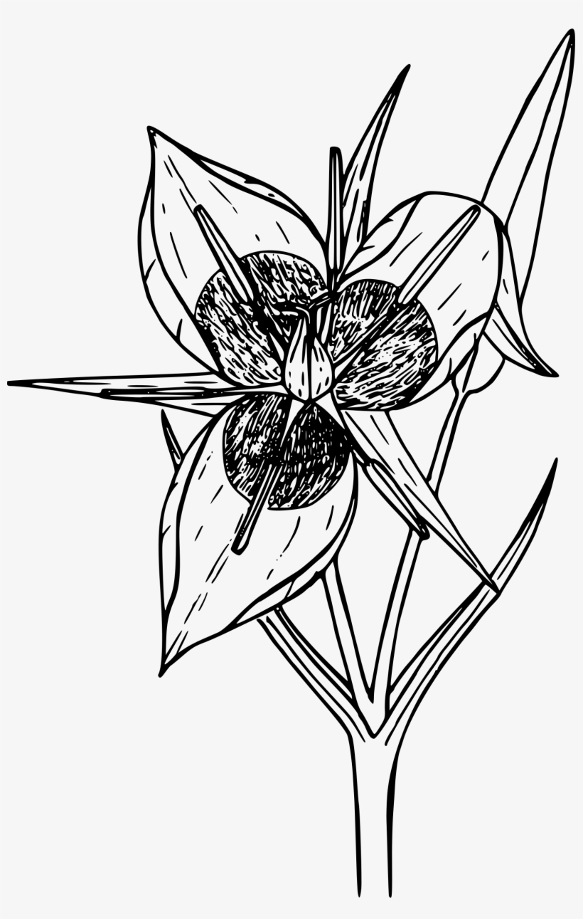 This Free Icons Png Design Of Green-banded Star Tulip, transparent png download