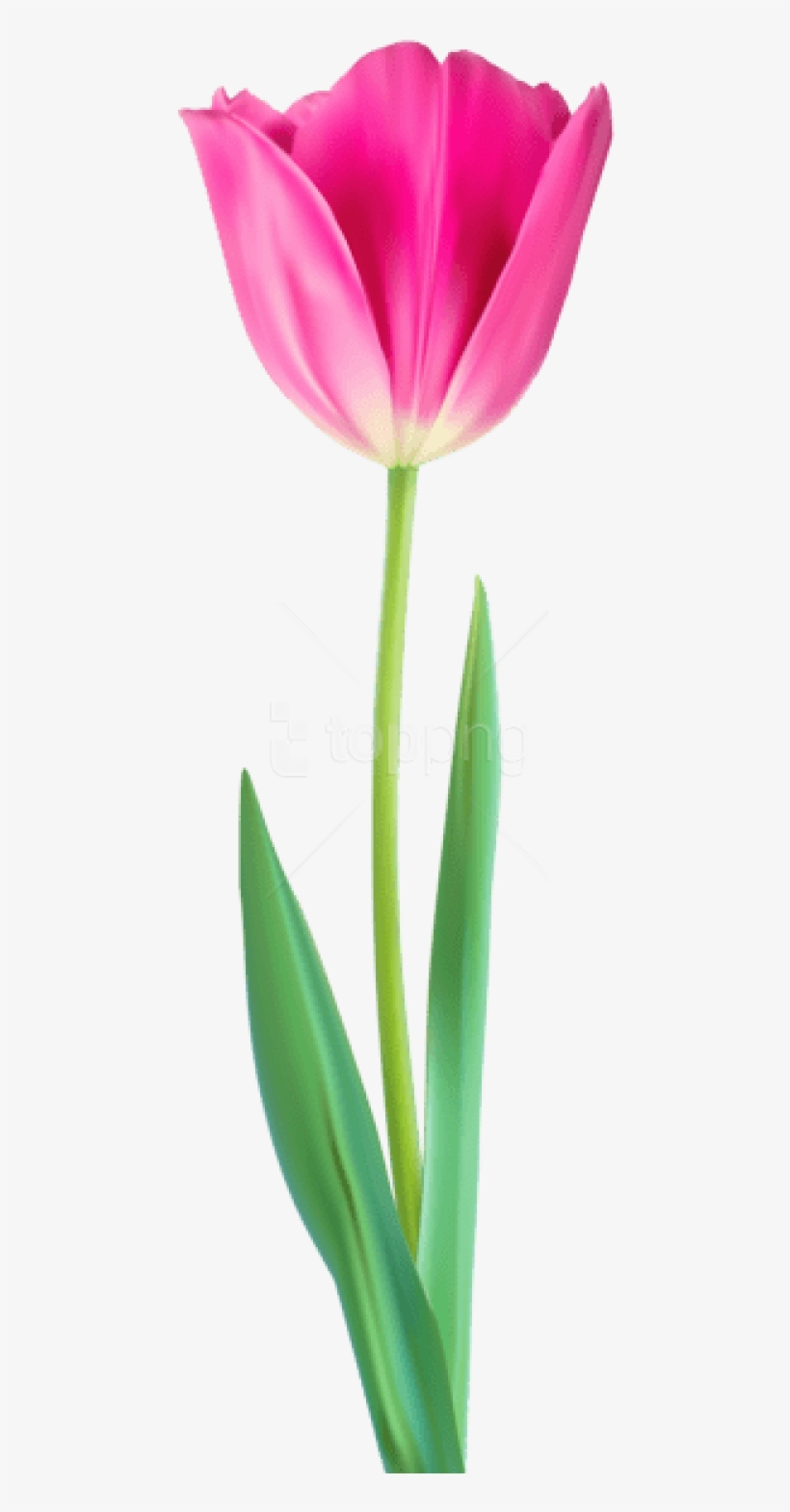 Download Tulip Decorative Png Png Images Background - African Daisy, transparent png download