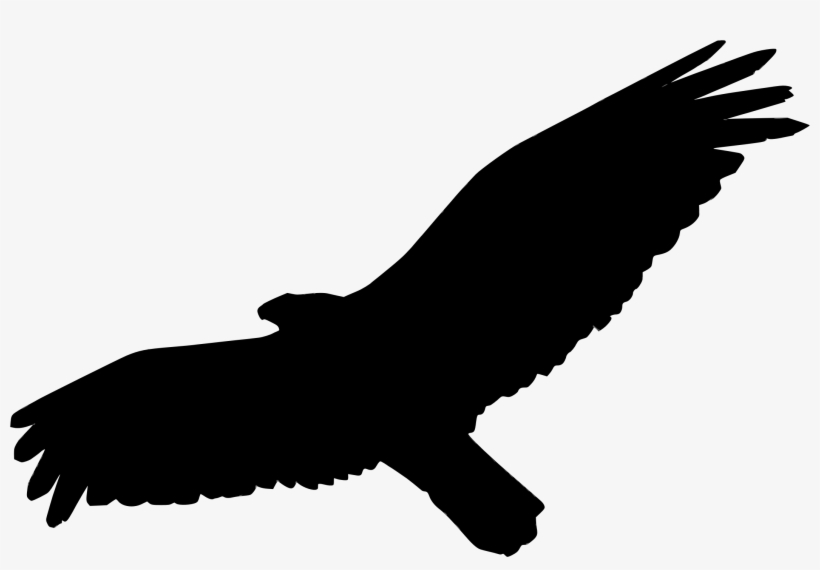 Big Image - Golden Eagle, transparent png download
