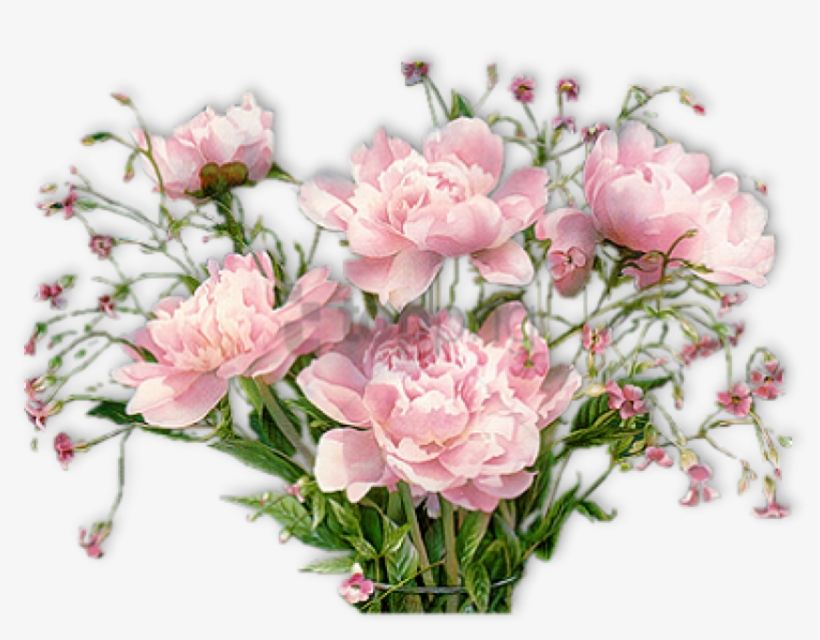 Free Png Pivoines - Good Afternoon Pic Flowers, transparent png download