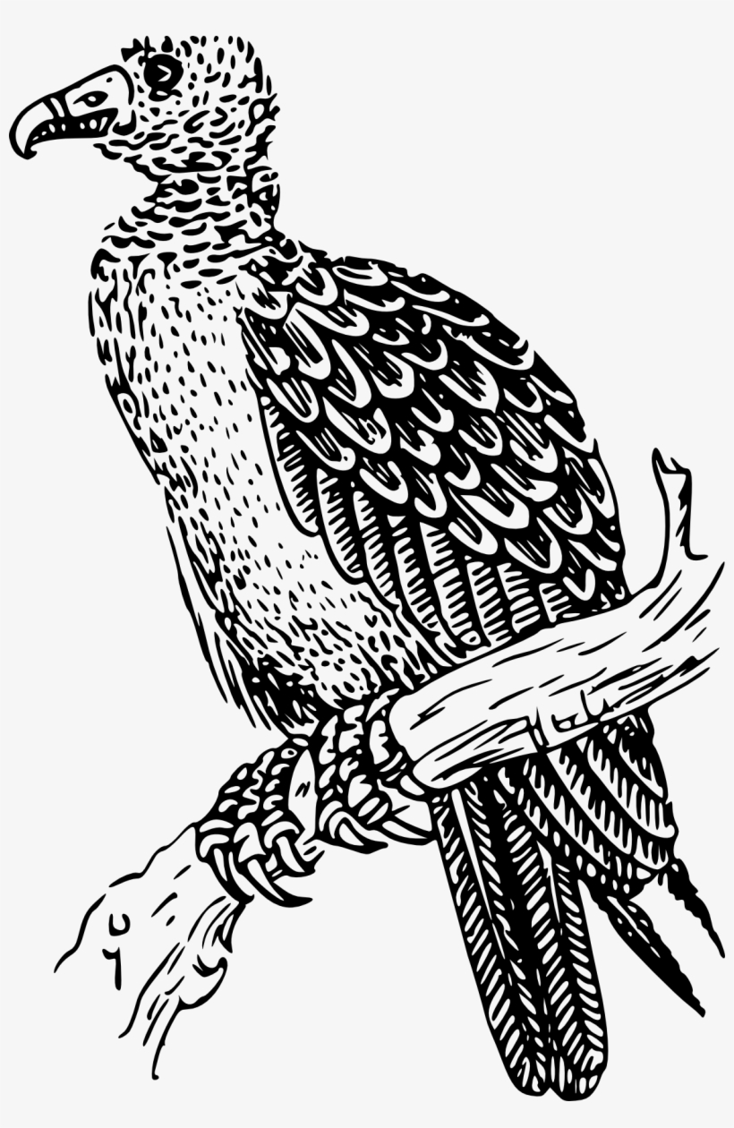 Buzzard Drawing Clip Art Bird - Buzzard Black And White Transparent PNG -  1152x1714 - Free Download on NicePNG, image size:820x1260