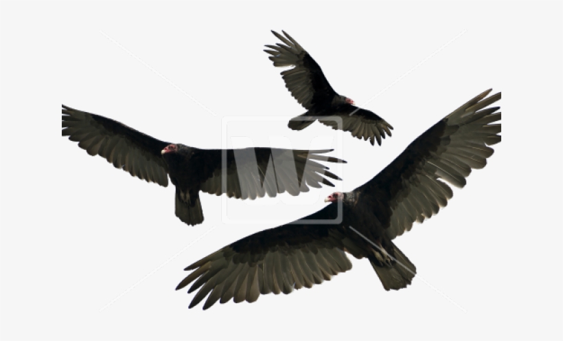 Mark A Ridge, transparent png download