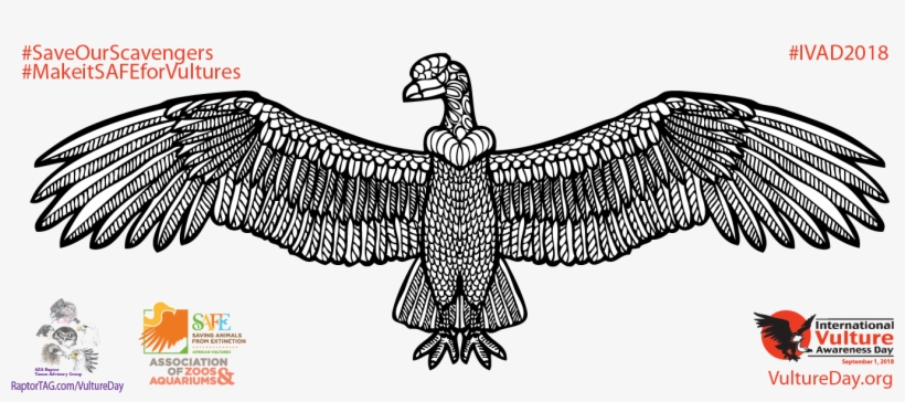 Condor Artwork By Kaitlyn Deisley - Association Of Zoos And Aquariums, transparent png download