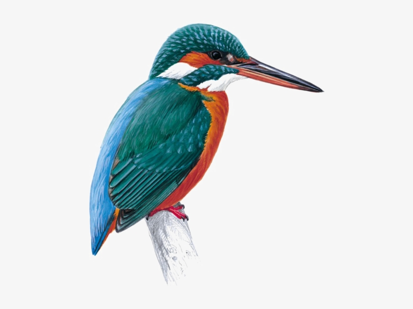 Kingfisher Png Free Download - Kingfisher Png, transparent png download