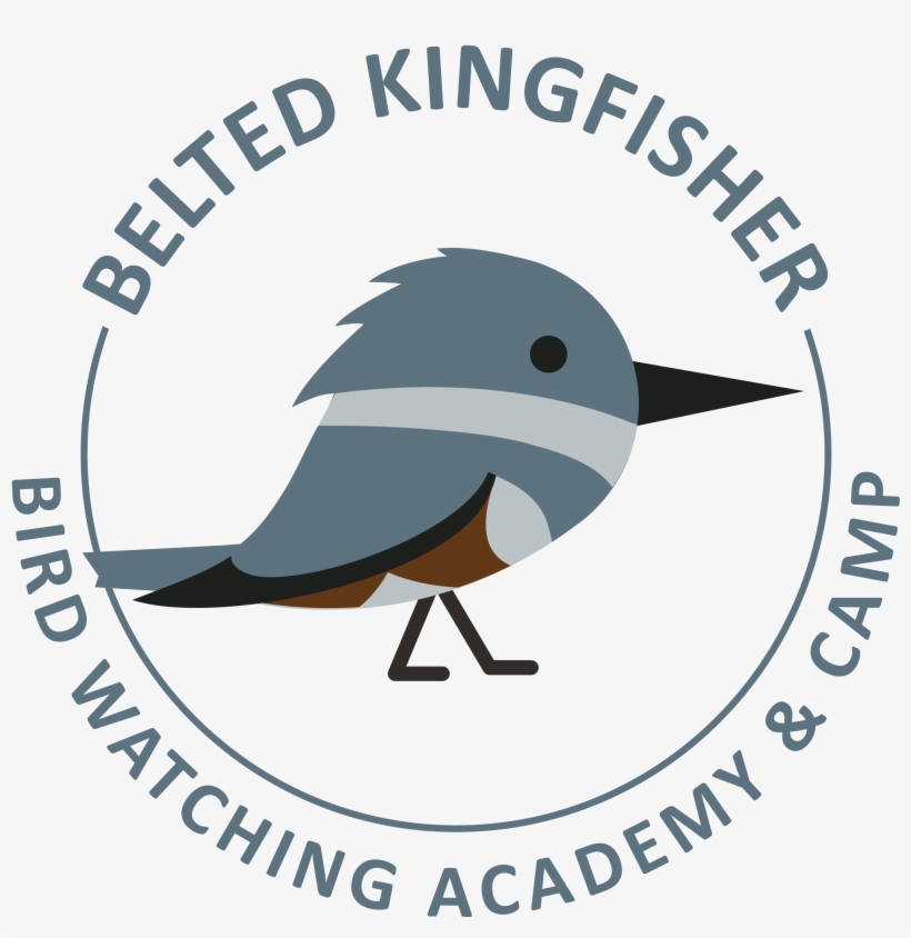 Belted Kingfisher - Us Nuclear Regulatory Commission, transparent png download