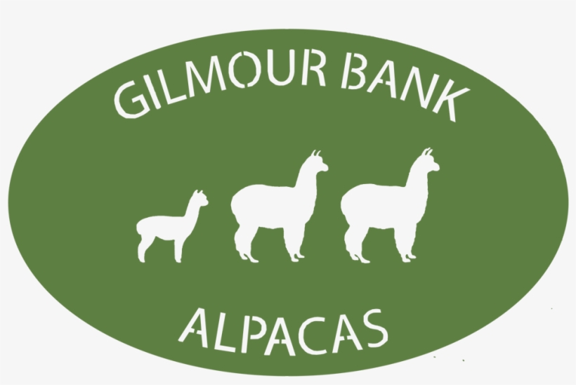Gilmour Bank Alpaca - Llama, transparent png download