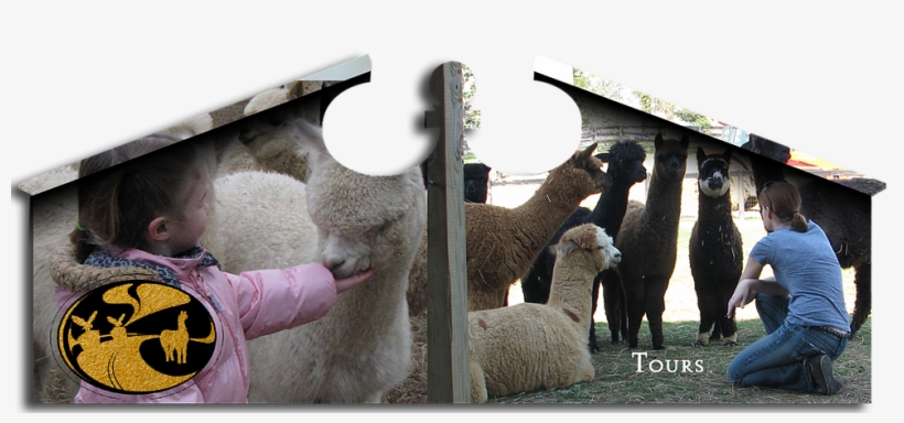 We Appreciate The Interest People Show To Our Farming - Herd, transparent png download